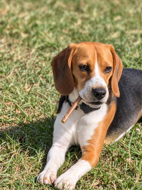 Billie - young beagle lying on the grass with a stick