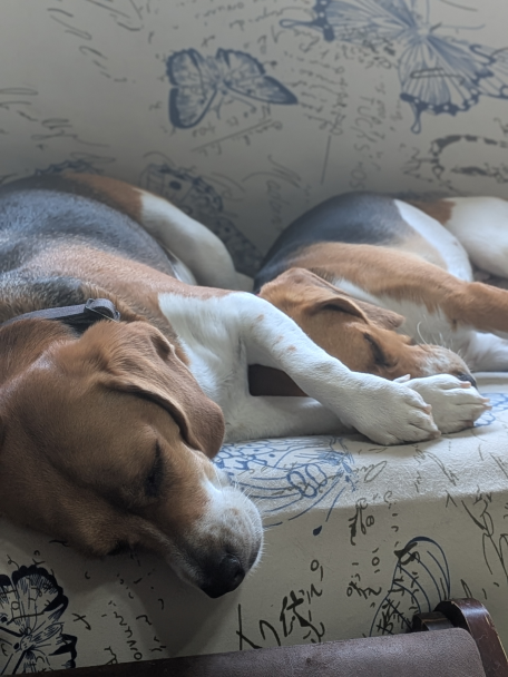 Indie and Billie - beagles sleeping together on the couch