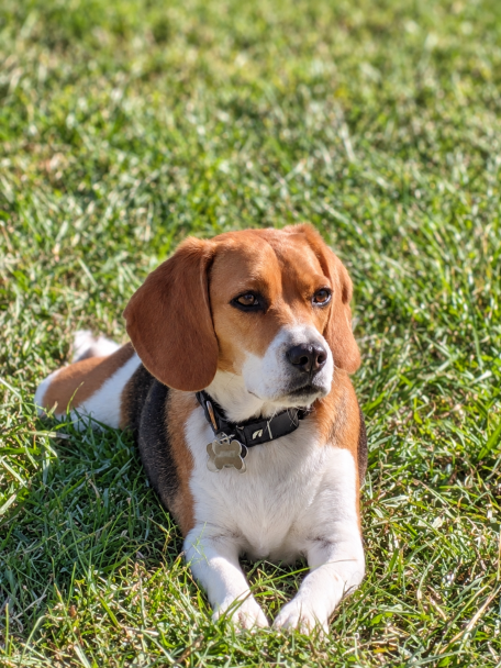 Indie - beagle lying on the grass